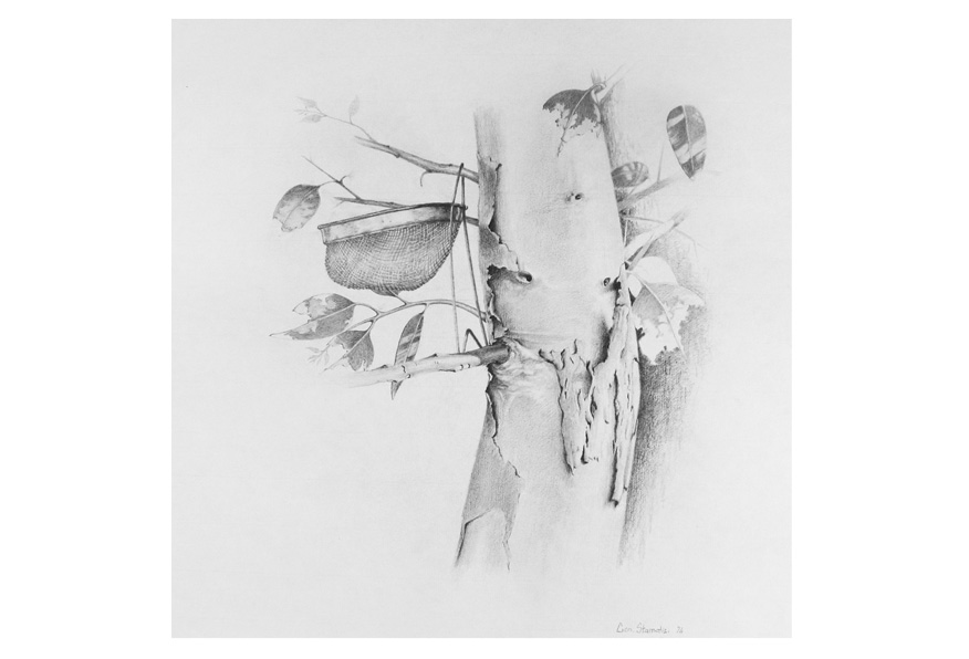 Wire nest in gum tree. Pencil on paper.